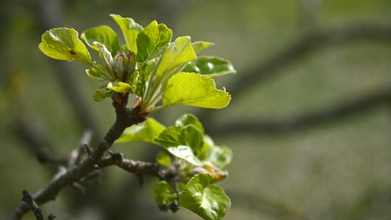Einladung zum Obstbaumschnittkurs am 25.02.23 ©Symbolfoto (Pixabay)