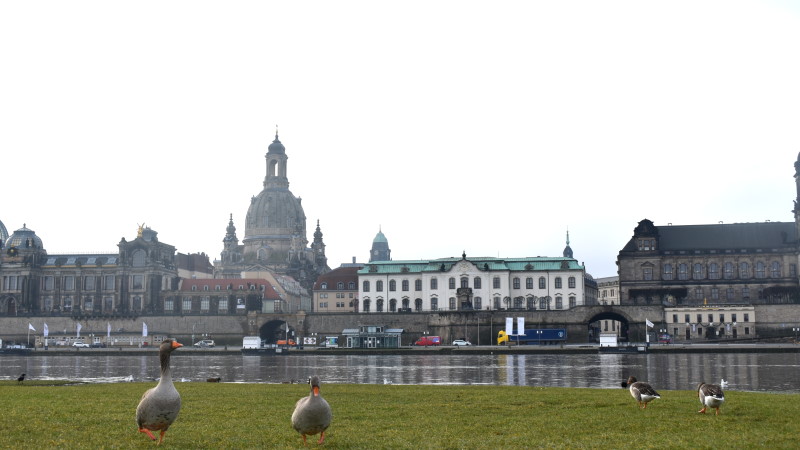 Ausbruch der Wildvogelgeflügelpest in der Landeshauptstadt Dresden   Foto: MeiDresden.de