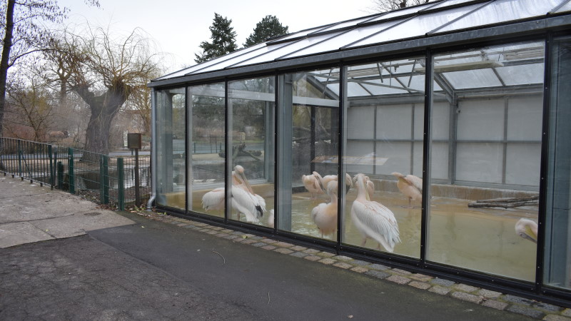 Endlich wieder Zooluft in Dresden schnuppern - Pelikane in ihrem Haus   Foto: MeiDresden.de