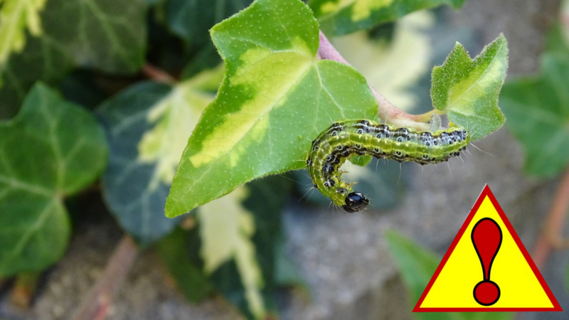 Gefräßiger Buchsbaumzünsler in den Startlöchern Foto: Symbolfoto