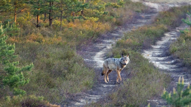 Die Fachstelle Wolf ruft Tierhalter in Ostsachsen zur Vorsorge auf. Foto: LfULG