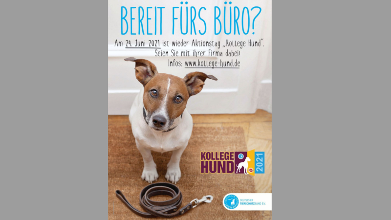 Der Deutsche Tierschutzbund ruft für den 24. Juni zur Teilnahme am Aktionstag „Kollege Hund“ auf. Foto: Deutscher Tierschutzbund e.V.