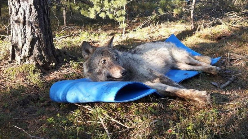 Weitere Wölfe in Sachsen am Sender - "Cora" in der Aufwachphase nach ihrer Besenderung Foto: LUPUS