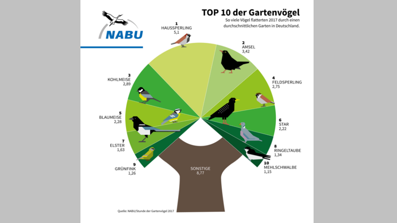 Die „Stunde der Gartenvögel“ lädt wieder deutschlandweit zum Mitmachen ein. Foto: NABU / Erik Tuckow
