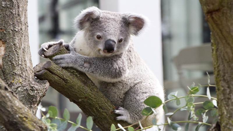 Endlich wieder Zoo-Abenteuer in Leipzig -  Koalajungtier Bouddi im Außengehege © Zoo Leipzig