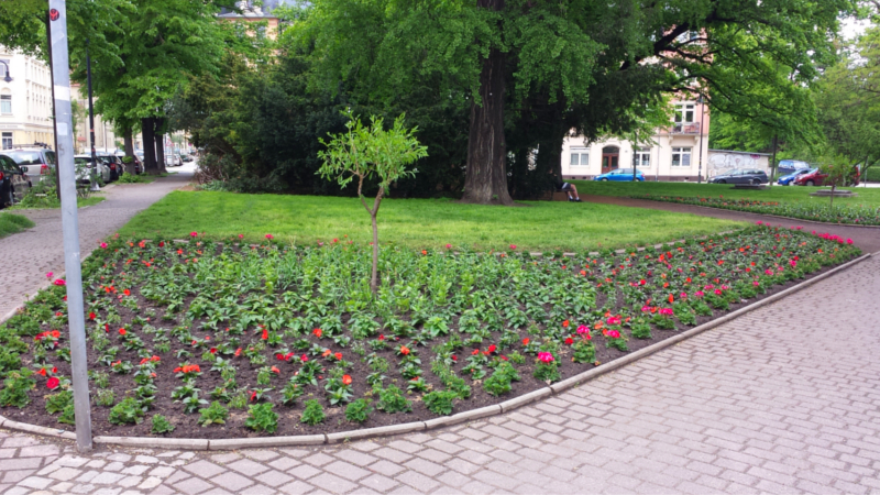 Sommerbepflanzung begann im Stadtgebiet der Landeshaupstadt © MeiDresden.de / Frank Loose
