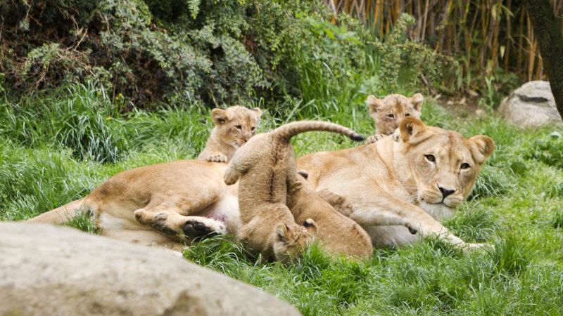 Am Kindertag in den Zoo Kigali mit Jungtieren beobachten     Foto: Zoo Leipzig