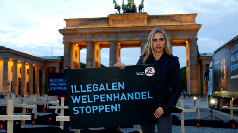  VIER PFOTEN Mahnwache zum Gedenken an die Millionen Opfer des illegalen Welpenhandels  ©VIER PFOTEN / Christopher Koch