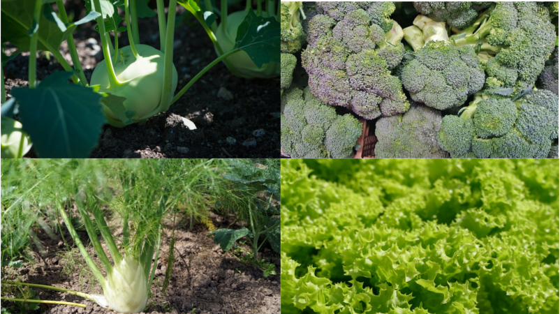 MeiDresden.de - Die Gartentipps für Juni ©MeiDresden.de (Bildmontage)