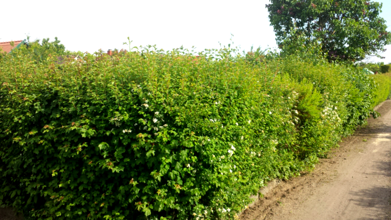 MeiDresden.de - Die Gartentipps für den Monat Juni ©MeiDresden.de 