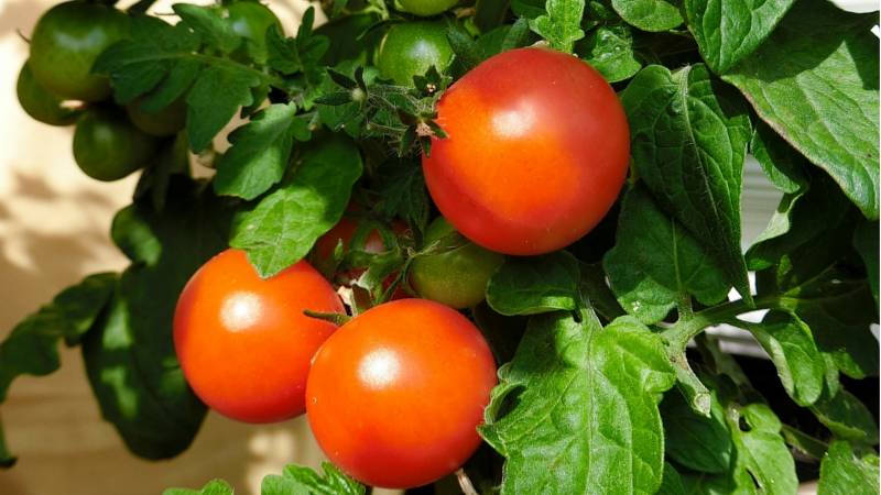 MeiDresden.de - Die Gartentipps für Juni ©Symbolfoto (Pixabay)