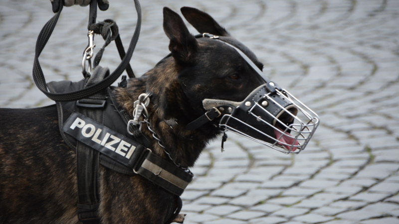 Polizei Dresden #faktenfreitag – Diensthundestaffel  Foto: Symbolfoto (Pixabay)