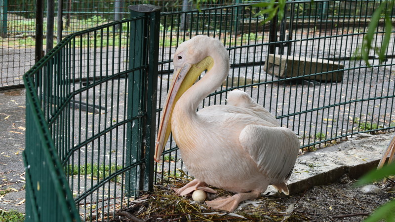Sensation bei den Pelikanen im Zoo Dresden  Foito: MeiDresden.de/Mike Schiller