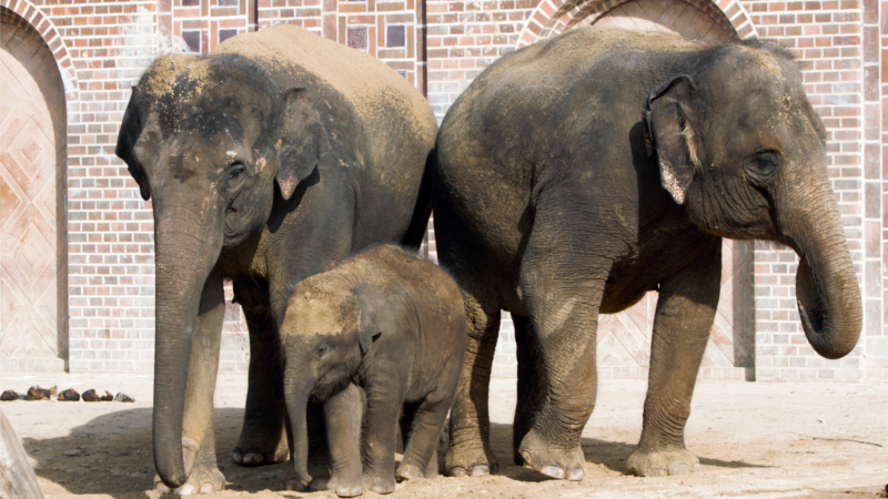 Elefantenbulle Kiran (mitte) mit Mutter Rani (links) und Thuza (rechts) © Zoo Leipzig