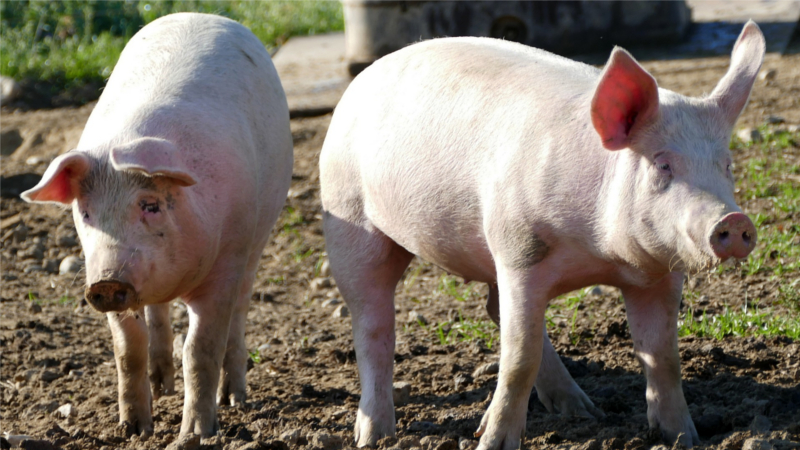 Landwirtschaftszählung 2020 - Betriebe mit Schweine- und Milchkuhhaltung besonders vom Strukturwandel betroffen ©Symbolbild(pixabay)
