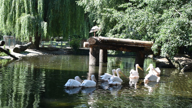 Es wäre die Sensation bei den Pelikanen im Zoo Dresden gewesen  Foto: © MeiDresden,de/Mike Schiller