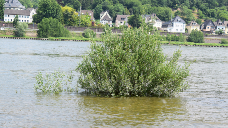 Aufgrund der heftigen Regengüsse steigt die Hochwassergefahr massiv an. Auch der Rhein tritt über die Ufer. © WetterOnline