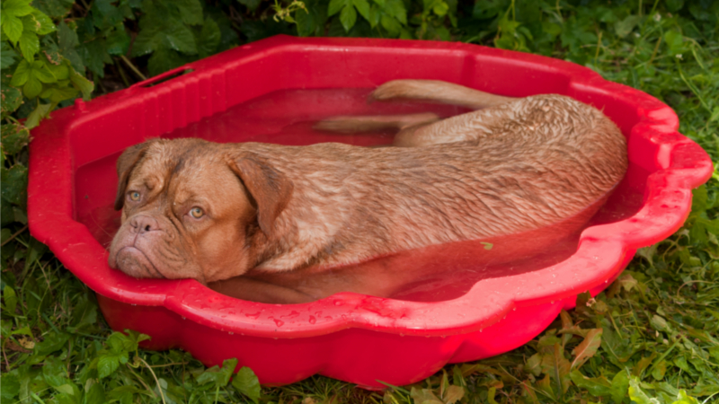 Was sind die Hundstage ? - Tierische Hitze Ende Juli und im August ©WetterOnline