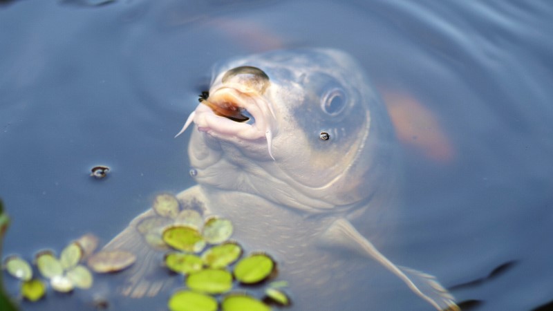 Fischproduktion in Sachsen 2020: Erzeugung in Aquakultur weiterhin auf niedrigem Niveau  Foto: Daniel Wanke/Pixabay