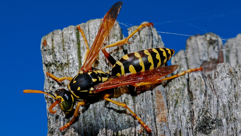 Vom 6. bis 15. August werden beim Insektensommer wieder Sechsbeiner gezählt ©Symbolfoto(Pixabay)