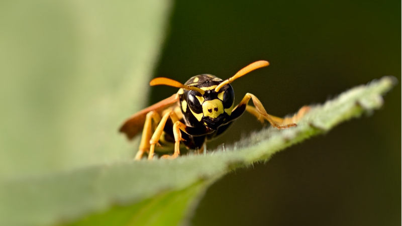Vom 6. bis 15. August werden beim Insektensommer wieder Sechsbeiner gezählt ©Symbolfoto(Pixabay)