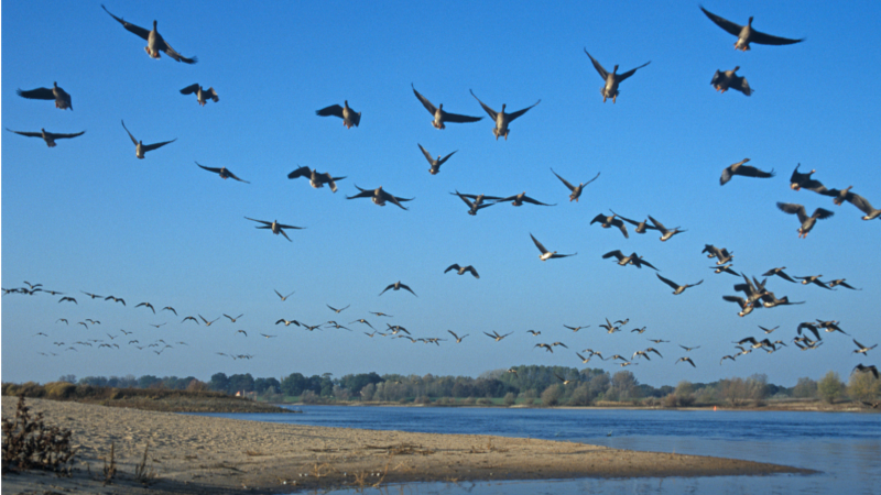 Der Vogelzug über der Elbe ist ein beeindruckendes Naturschauspiel. ©djd/Tourismusverband Prignitz/Dieter Damschen