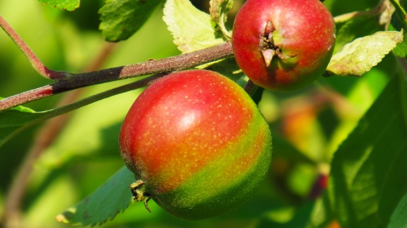 Diesjährige Apfelernte gestartet  Foto: Dvinchanin/Pixabay