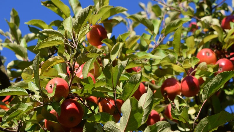 Diesjährige Apfelernte gestartet - Foto: Flo Heibe/Pixabay