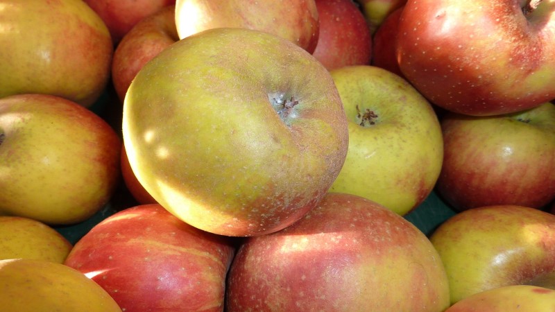 Diesjährige Apfelernte gestartet   Foto: axi schnaxi/ Pixabay