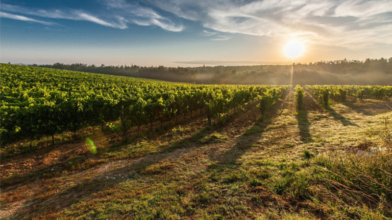 Führung zur biologischen Vielfalt im ökologischen Weinberg zum »Tag des offenen Weingutes« ©Symbolfoto(pixabay)