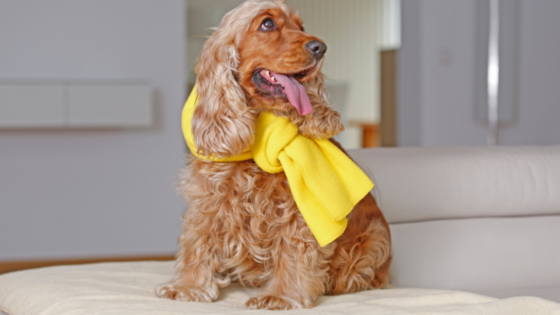 Auch Hunde sind in der kalten Jahreszeit anfälliger für Infektionen. Da ist Vorsorge gefragt. ©djd /HeelVet/ Sonja Bell
