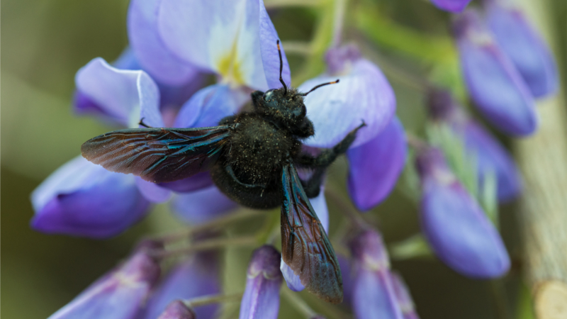 NABU: Weniger Wespen, mehr Holzbienen - Holzbiene ©NABU Frank Leo Fokus Natur