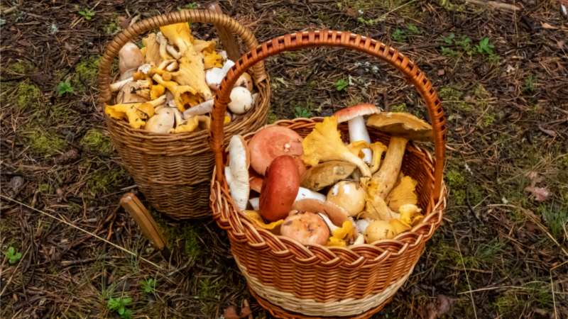 Zum Sammeln von Pilzen sind luftdurchlässige Körbe geeignet. In Plastiktüten können Pilze zu schnell faulen. ©WetterOnline 