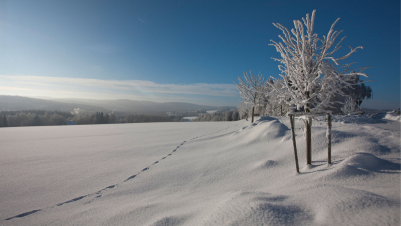 Auf ausgedehnten Winterwanderungen können Bewegungshungrige tief in die verschneite Natur des Vogtlands eintauchen. ©djd/Sächsische Staatsbäder