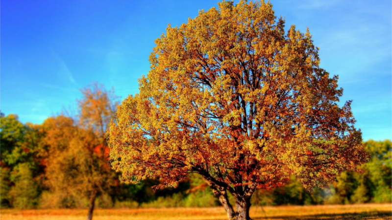 Bunte Blätter: Darum ist der Herbst so farbenfroh - Warum im Herbst die Blätter bunt und die Äste kahl sind ©Giani Pralea (Pixabay)