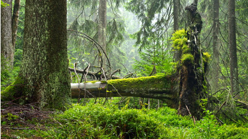 Im Thüringer Wald können Naturbegeisterte sich wandelnde Wälder am Iberg entdecken. ©djd/www.wwf.de/Thomas Stephan