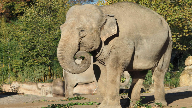 Abschied im Elefantenhaus - Elefantenkuh Saida nach Karlsruhe abgegeben Foto: ©  Zoo Leipzig