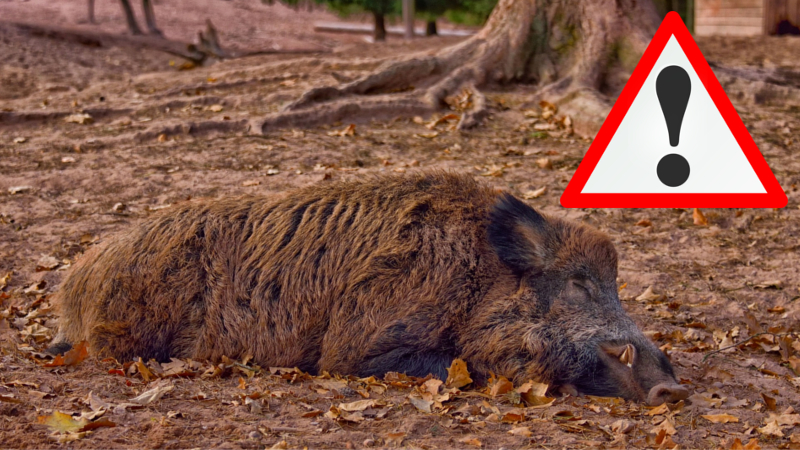 Ausbruch der Afrikanischen Schweinepest bei einem Wildschwein im Landkreis Meißen © MeiDresden.de (Symbolfoto)