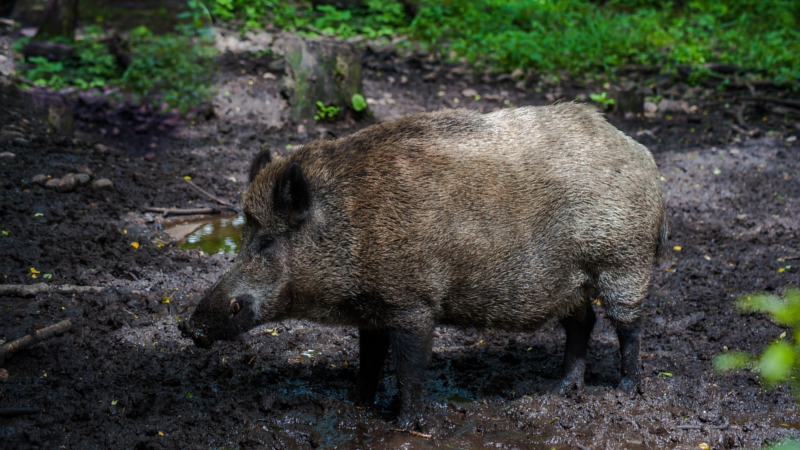 Ausbruch der Afrikanischen Schweinepest bei einem Wildschwein im Landkreis Meißen ©H Mauck (Pixabay)