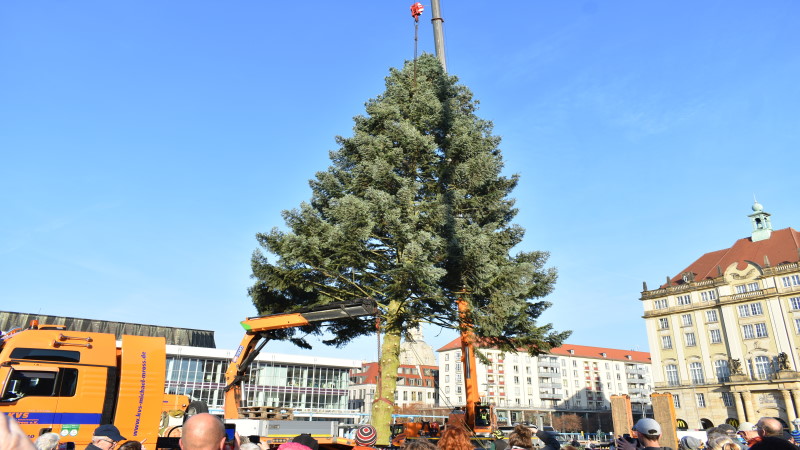 Der Baum für den 587. Dresdner Striezelmarkt kommt aus der Oberlausitz  Foto: © MeiDresden.de/Mike Schiller