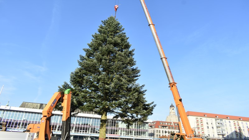 Der Baum für den 587. Dresdner Striezelmarkt kommt aus der Oberlausitz  Foto: © MeiDresden.de/Mike Schiller