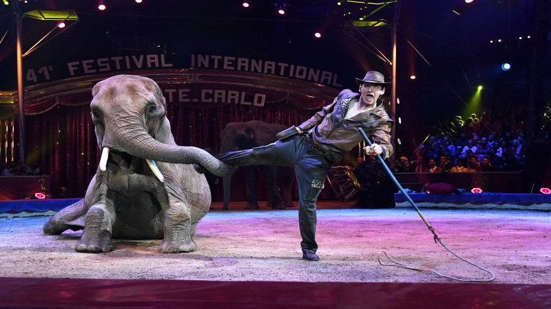 Dresdner Weihnachts-Circus findet bereits zum 25. Mal statt  erwin frankello elefanten 2021  Foto: PR