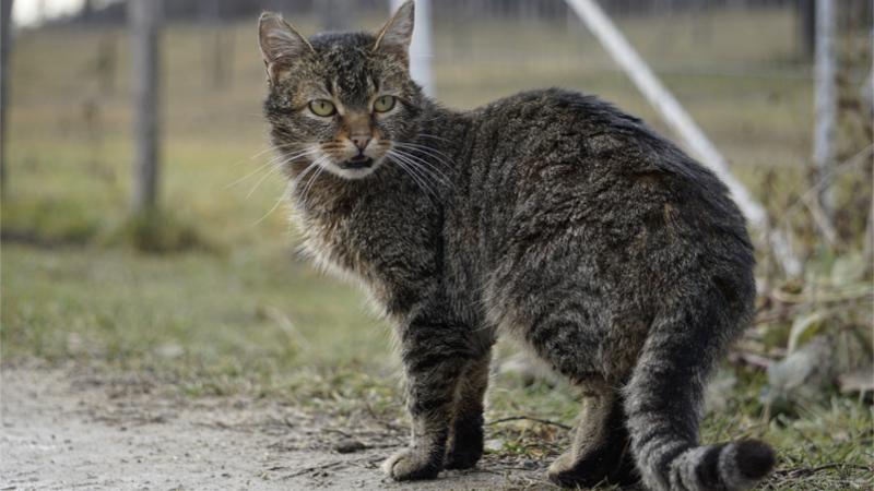 Die dem Deutschen Tierschutzbund angeschlossenen Tierheime werden aktuell von einer Flut an Katzen überschwemmt ©Vasile Cruceru (Pixabay)