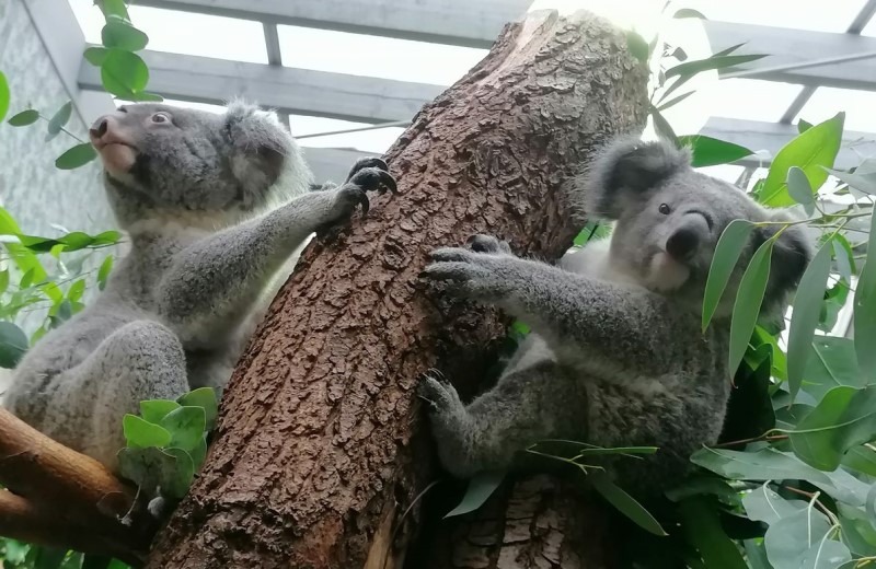 Koalaweibchen Sydney auf „Hochzeitsreise“ im Zoo Duisburg Dresden   Foto: Zoo Dresden