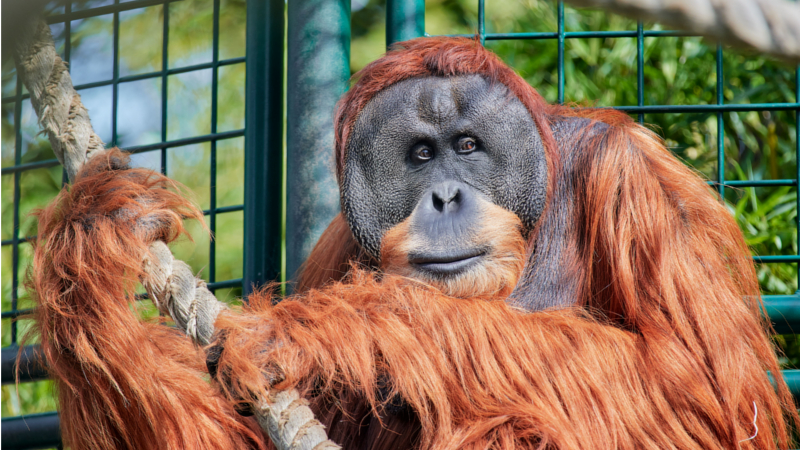 Orang-Utan Toni feiert seinen 30. Geburtstag im Zoo Dresden © Hans Fineart