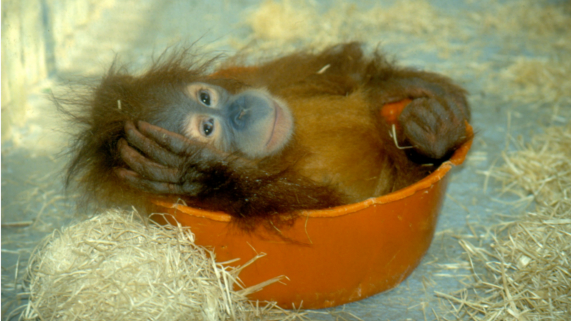 Orang-Utan Toni feiert seinen 30. Geburtstag im Zoo Dresden - Toni 1993 © Zoo Dresden Christin Berndt