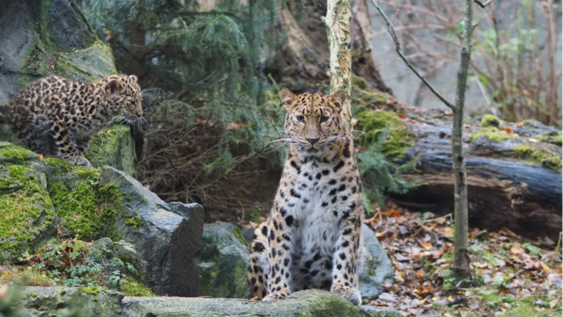 Amurleopardin Mia mit Jungtier Manju im Leopardental  ©Zoo Leipzig
