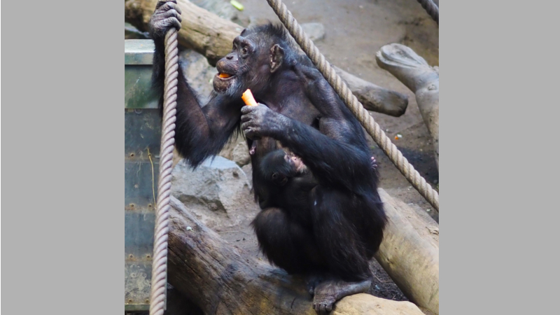 Kleiner Nachwuchs bei den Schimpansen - 100. Bewohner in Pongoland - Schimpansennachwuchs mit Mutter © Zoo Leipzig