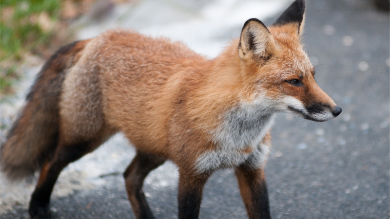Tierschutzwidrige Fuchswochen in der Paarungszeit © Steve Raubenstine (Pixabay)