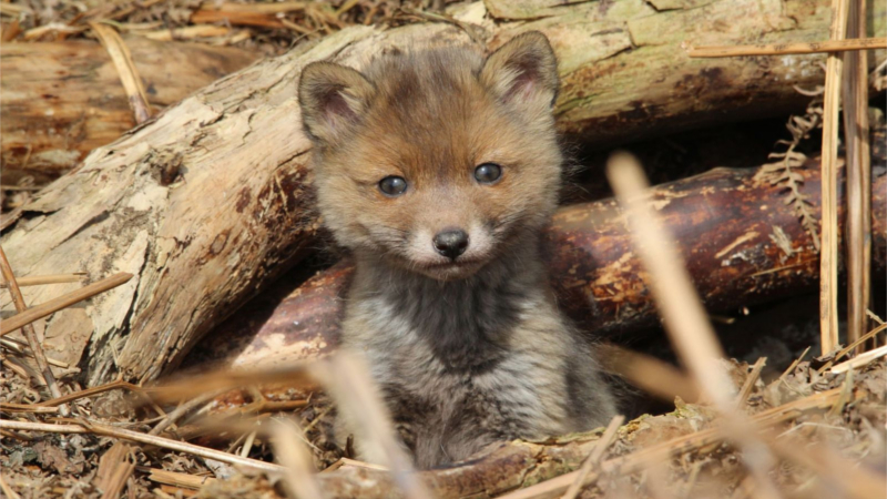 Fuchswelpen werden oft bereits kurz nach der Geburt eingefangen und getötet. Werden ihre Elterntiere erschossen, verhungern sie © SB